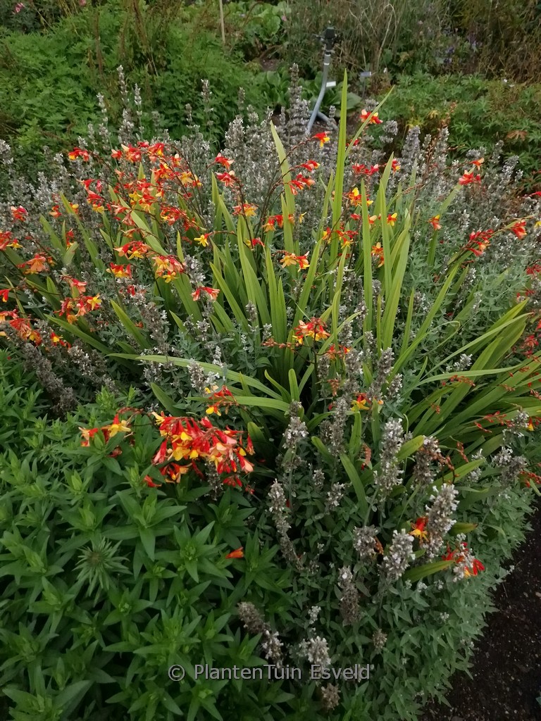 Crocosmia 'Harlequin'