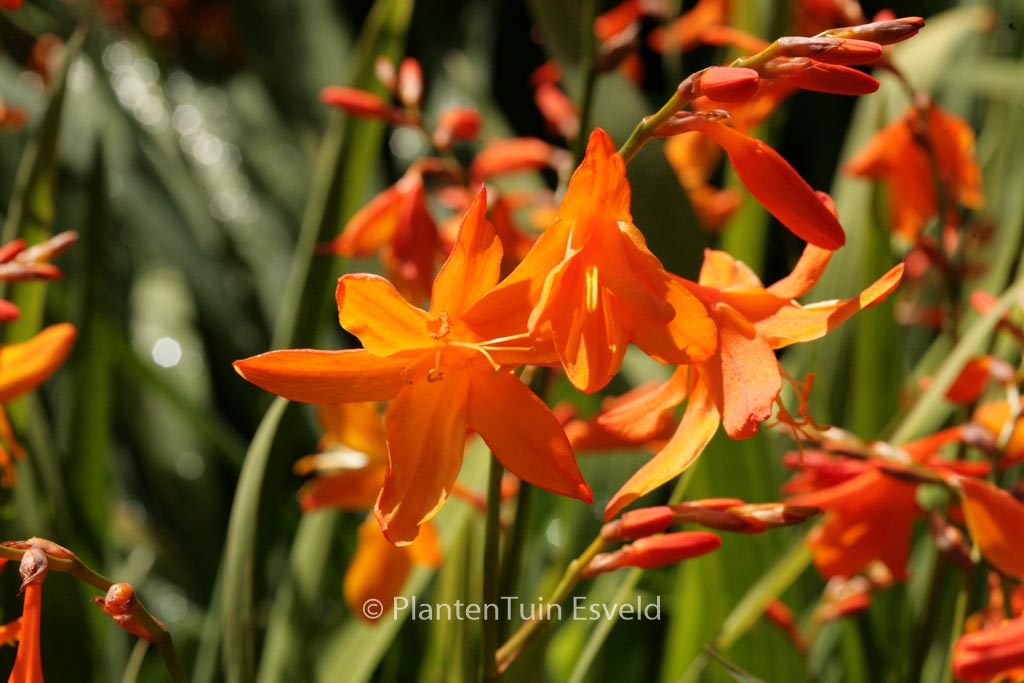 Crocosmia 'Star of the East'