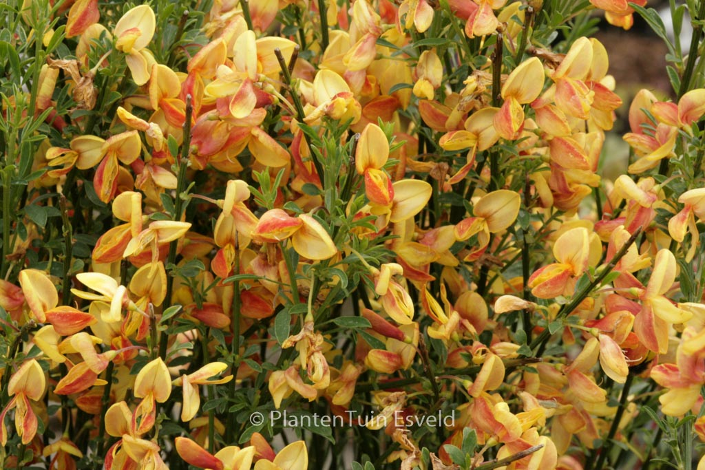 Cytisus 'Apricot Gem'