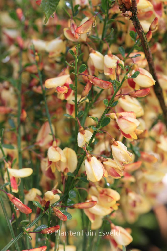 Cytisus 'Goldfinch'