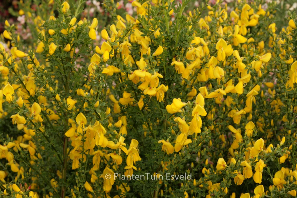 Cytisus 'Luna'
