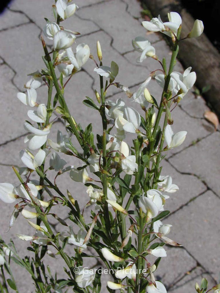 Cytisus praecox 'Albus'