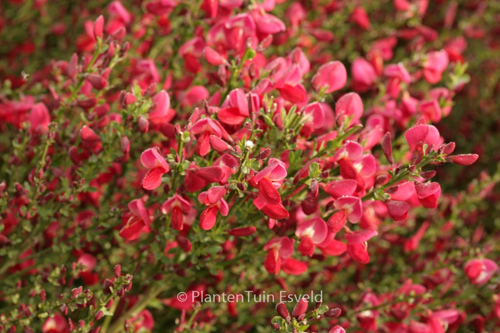 Cytisus praecox 'Boskoop Ruby'