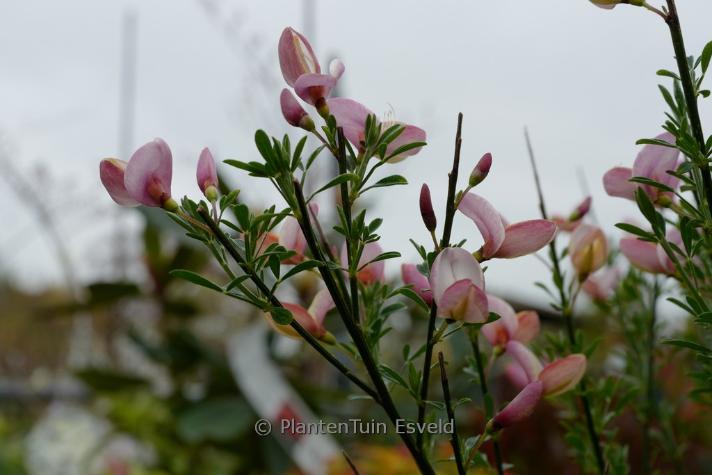 Cytisus 'Zeelandia'