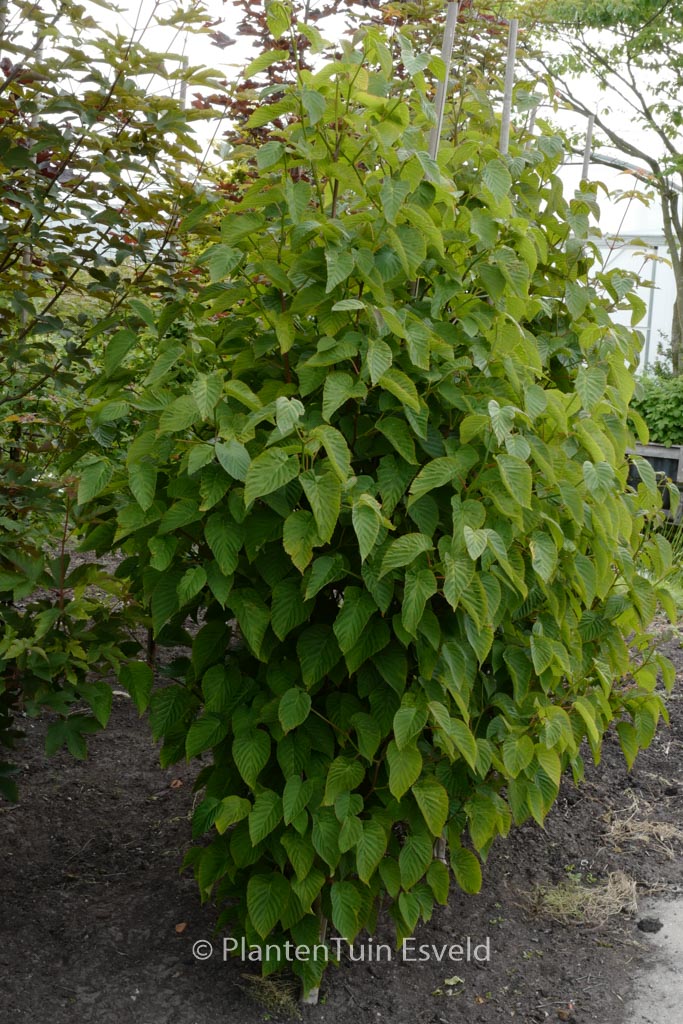 Davidia involucrata 'Kylee's Columnar'
