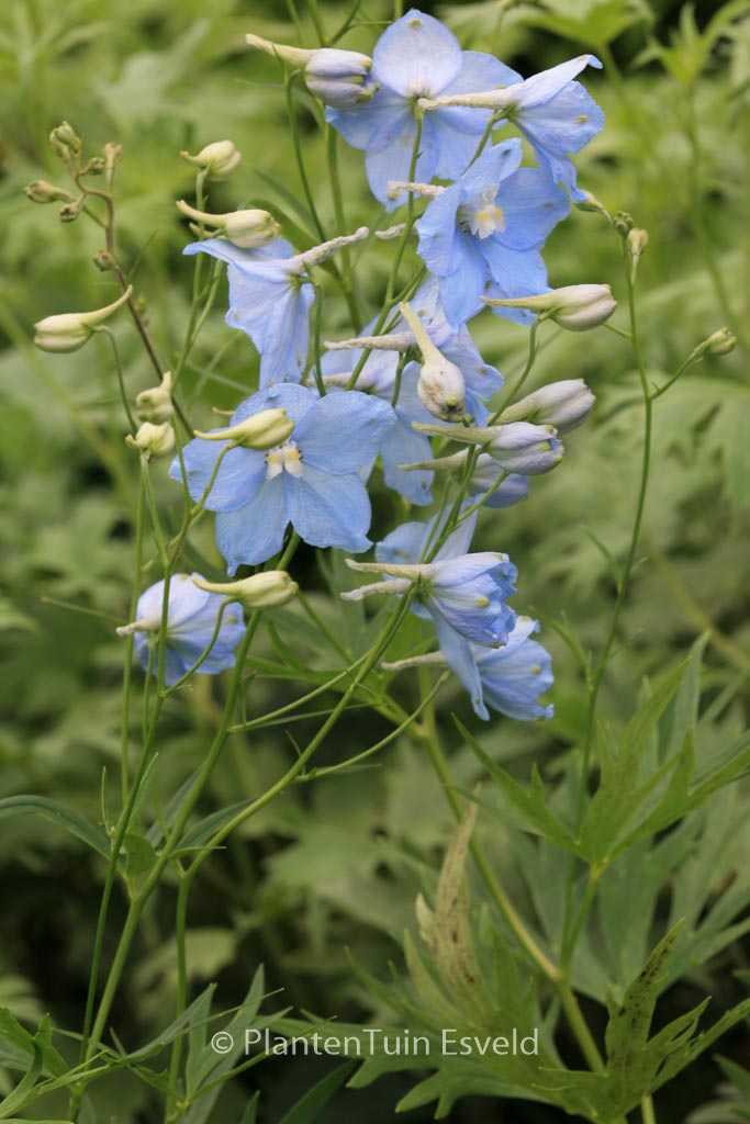 Delphinium 'Berghimmel'