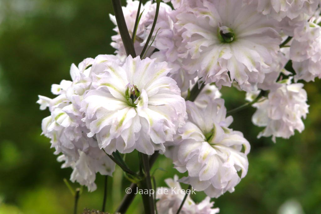 Delphinium 'Cha Cha'