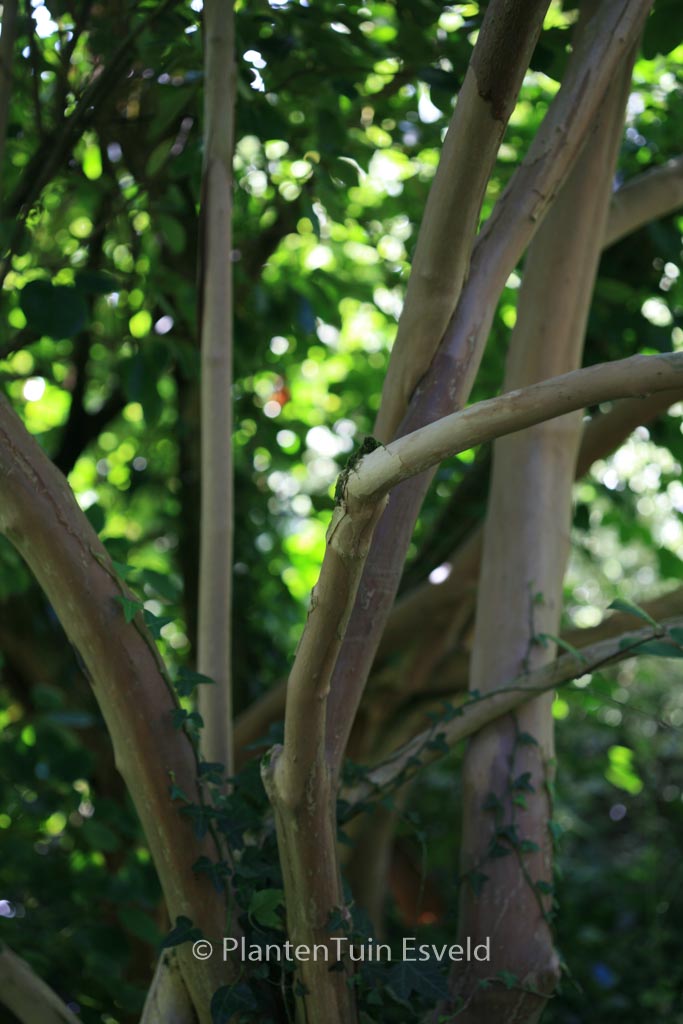 Deutzia pulchra