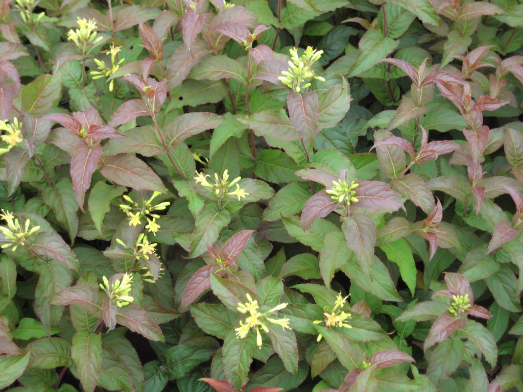 Diervilla rivularis 'Troja Black'