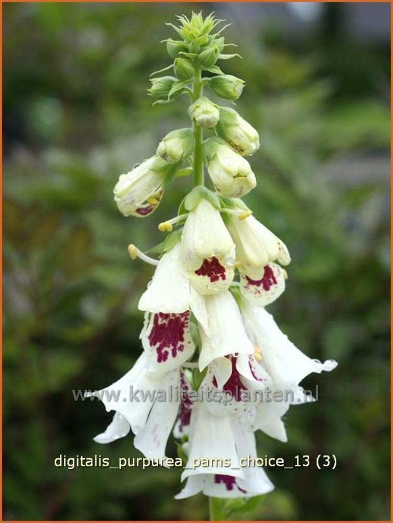 Digitalis purpurea 'Pam's Choice'