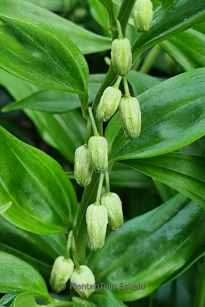 Disporopsis pernyi