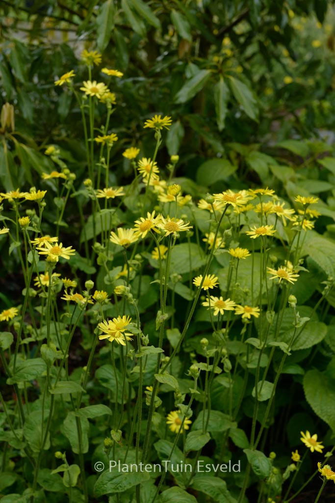 Doronicum pardalianches