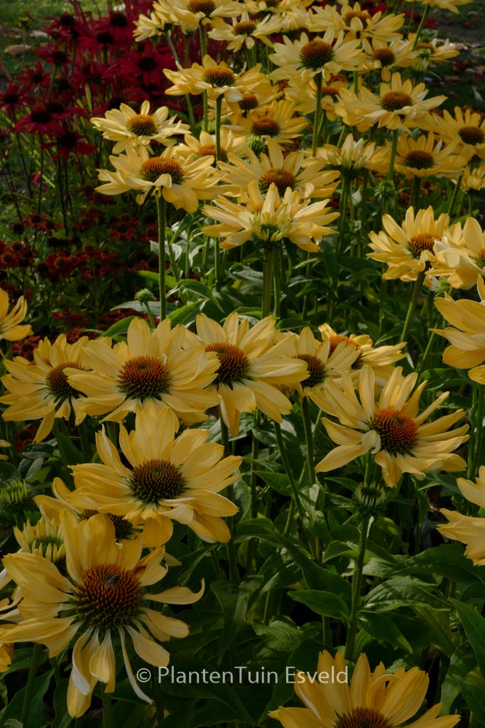 Echinacea purpurea 'Aloha'