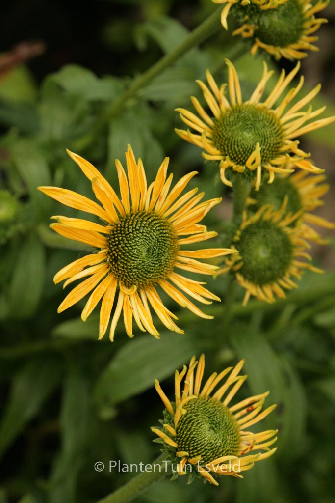 Echinacea purpurea 'Daydream'