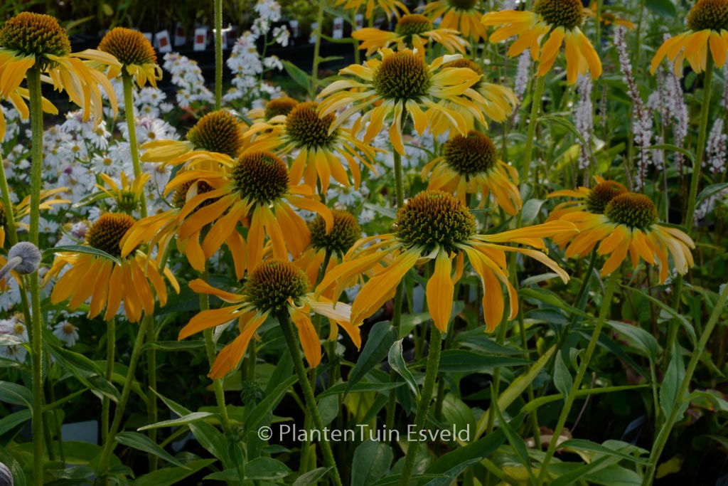 Echinacea purpurea 'Golden Skipper'