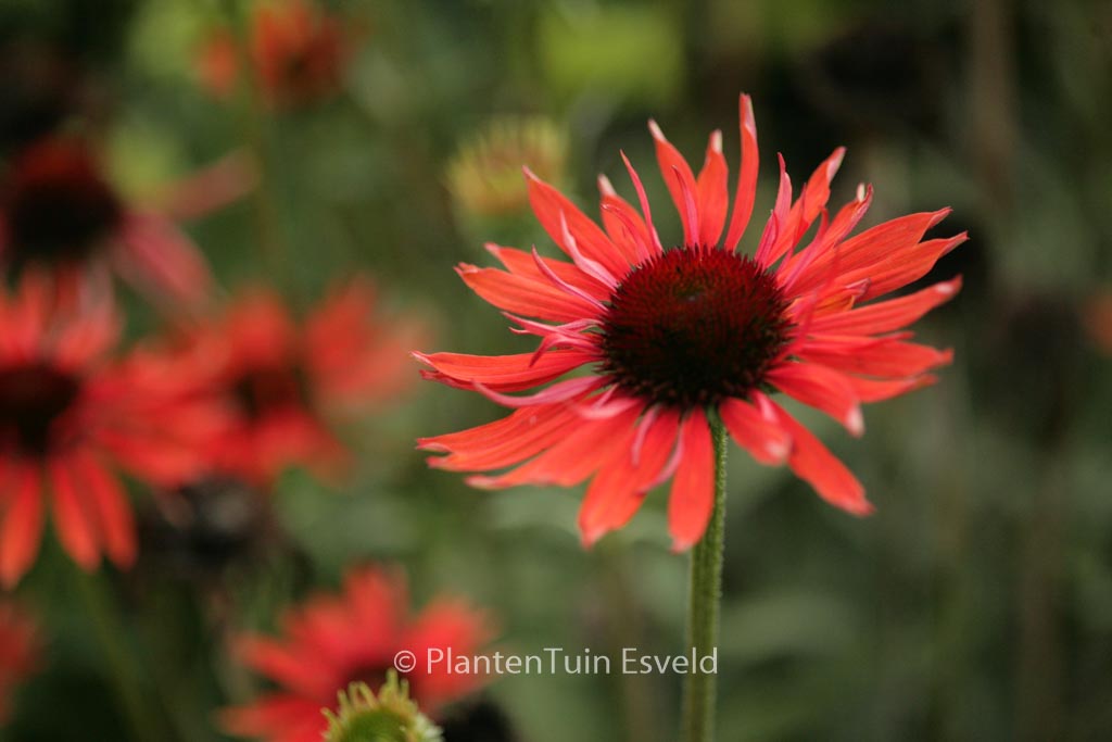 Echinacea purpurea 'Hot Lava'
