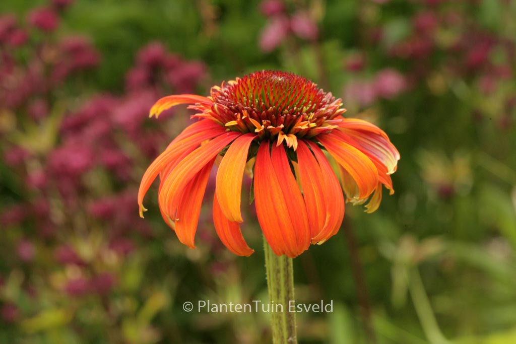 Echinacea purpurea 'Hot Papaya'
