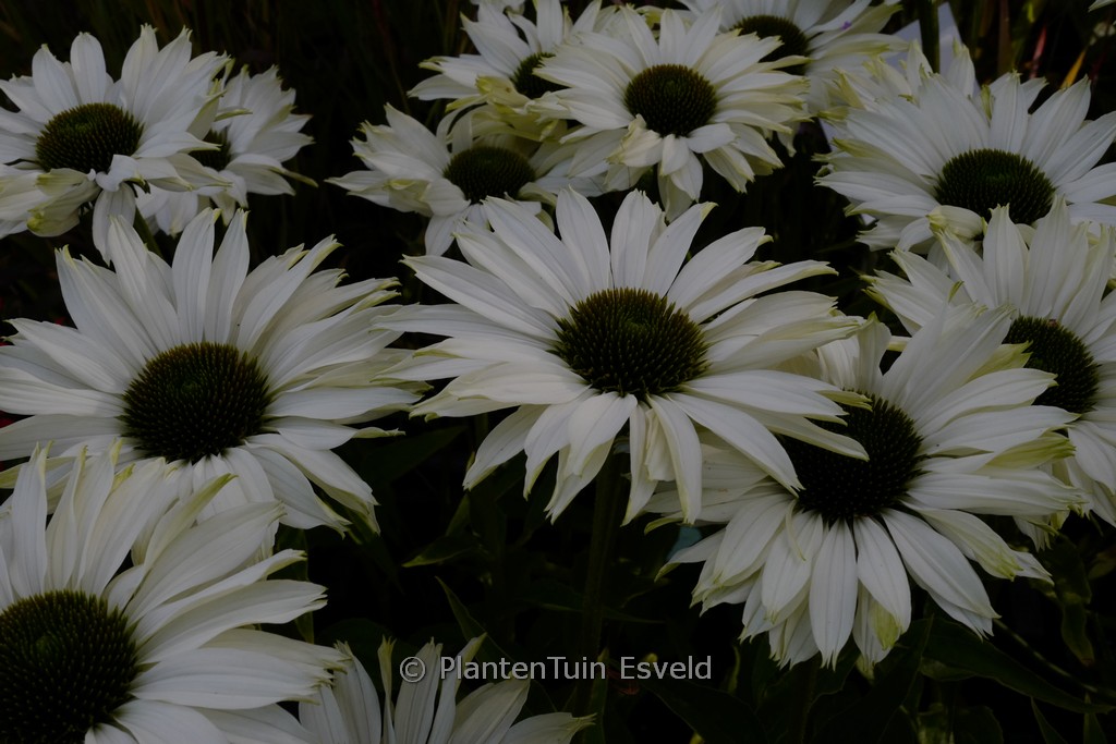 Echinacea purpurea 'JS Ivo's Poem'