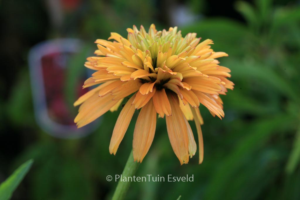 Echinacea purpurea 'Marmelade'