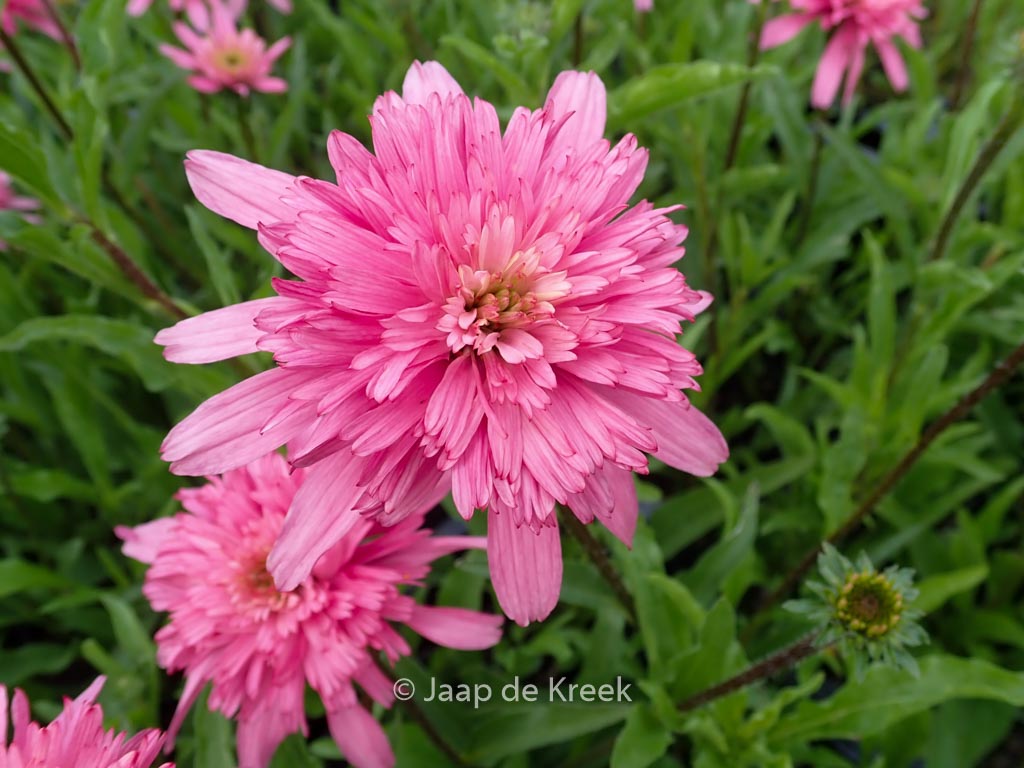 Echinacea purpurea 'Mini Belle'