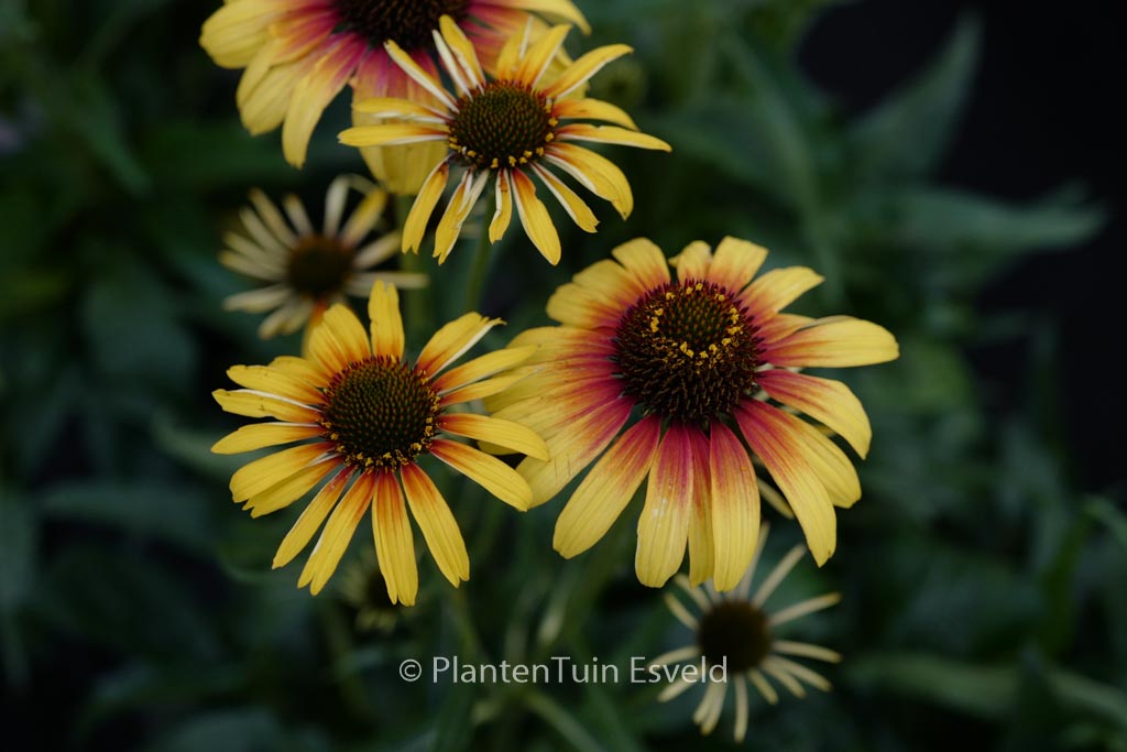 Echinacea purpurea 'Parrot'