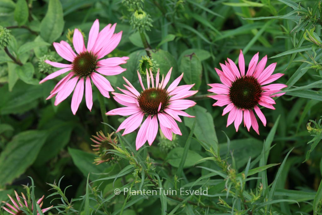 Echinacea purpurea 'Ruby Giant'