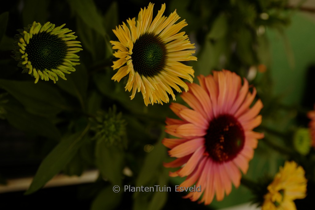 Echinacea purpurea 'SunSeekers Rainbow'