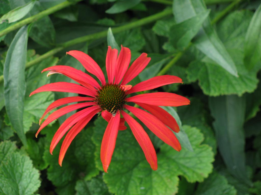 Echinacea purpurea 'Tomato Soup'