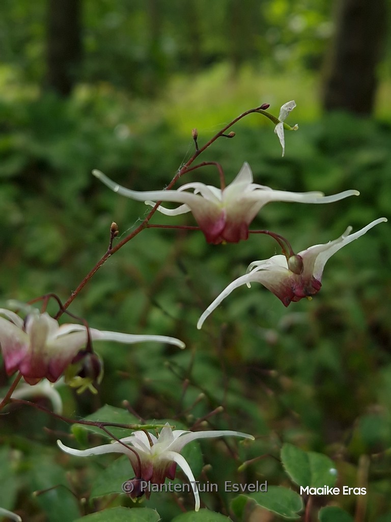 Epimedium 'Domino'