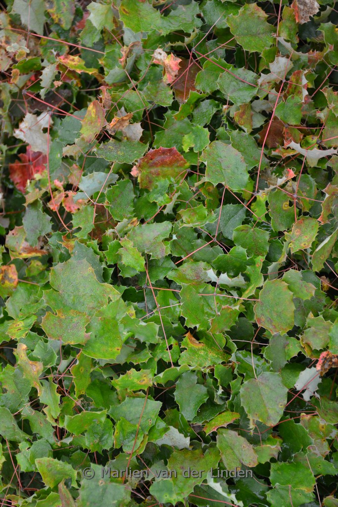 Epimedium 'Lemon Zest'