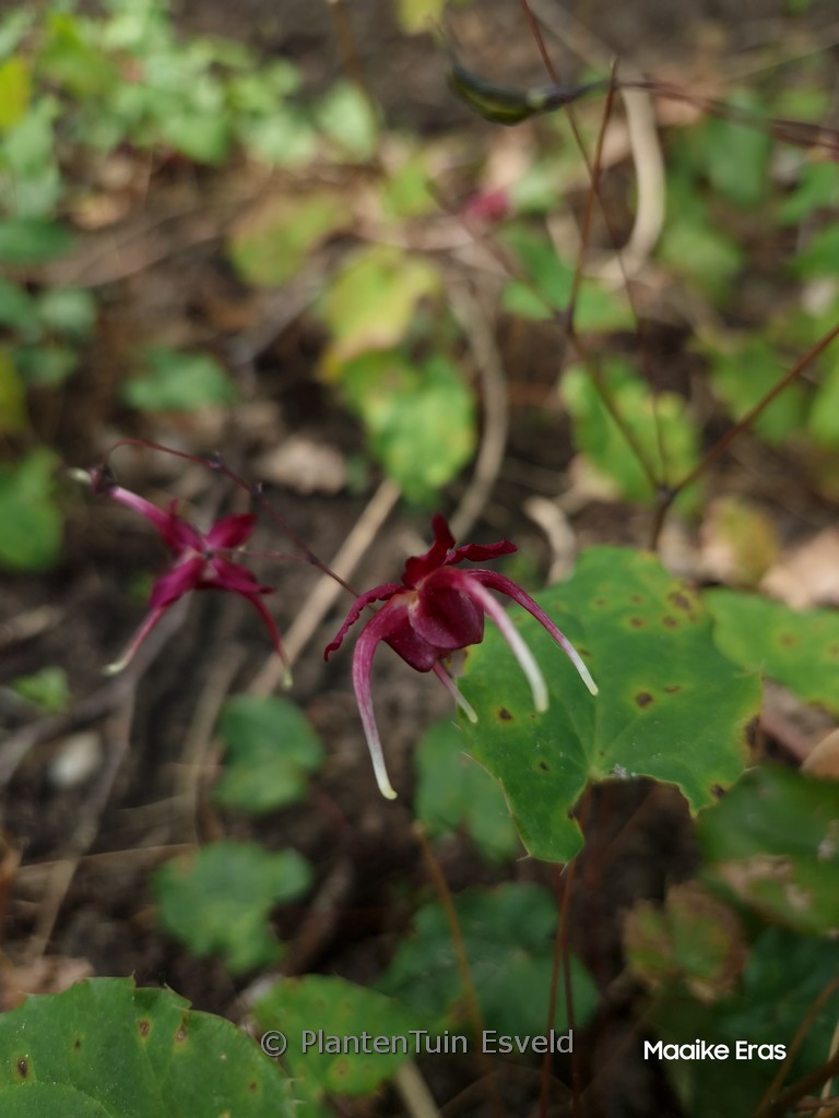 Epimedium 'Red Maximum'