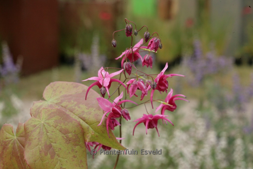 Epimedium 'Royal Purple'