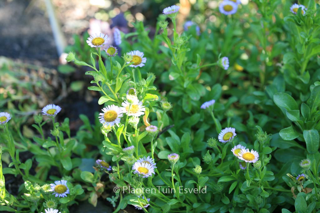 Erigeron glaucus