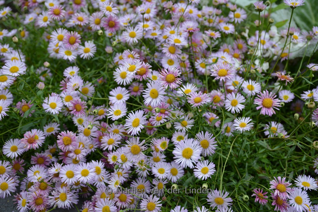 Erigeron karvinskianus 'Lavender lady'