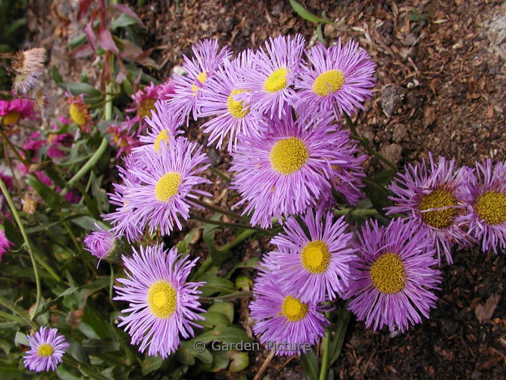 Erigeron 'Mrs. E.H. Beale'