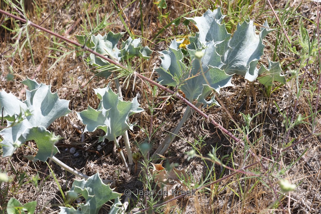 Eryngium maritimum
