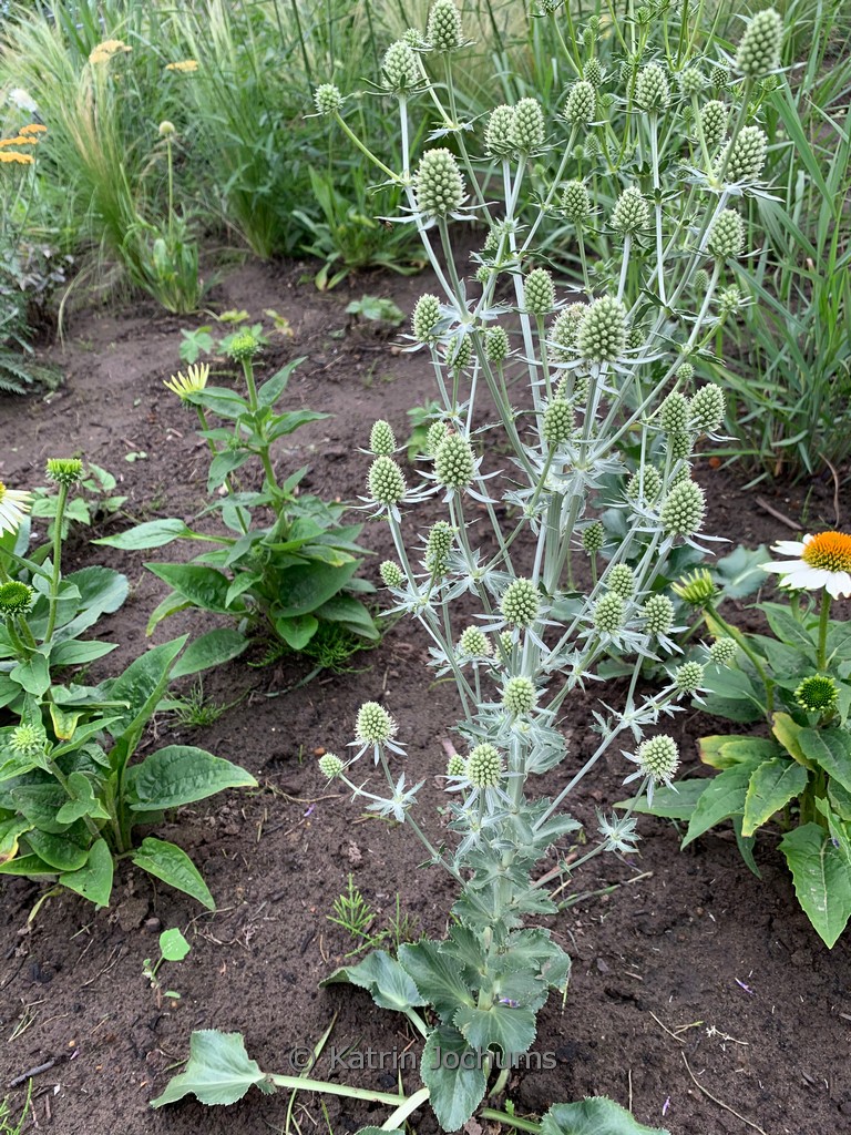 Eryngium planum 'Magical Silver'