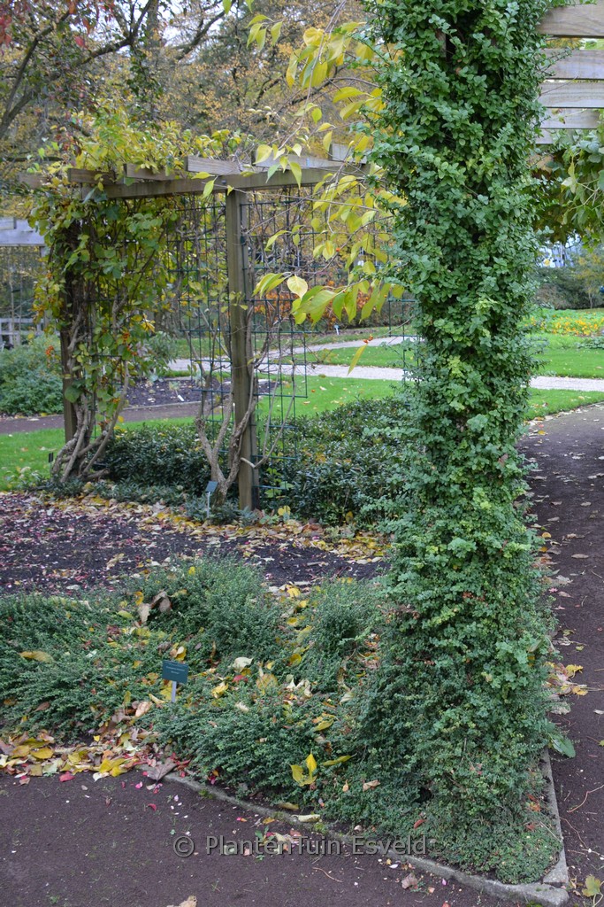 Euonymus fortunei 'Minimus'