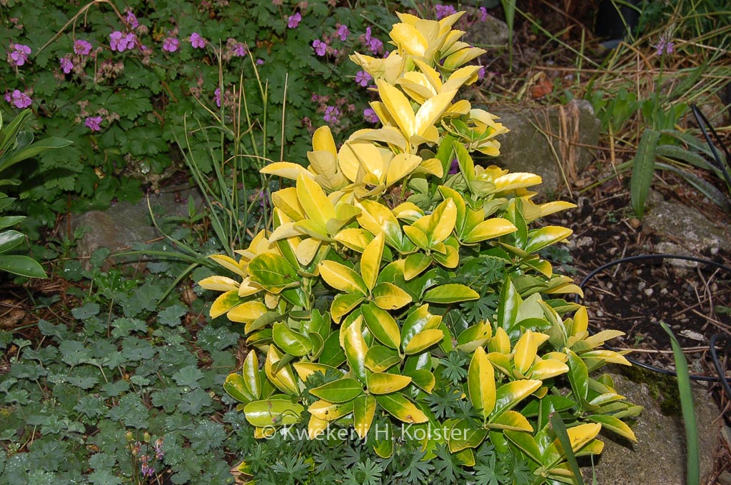 Euonymus japonicus 'Yellow Pansy'