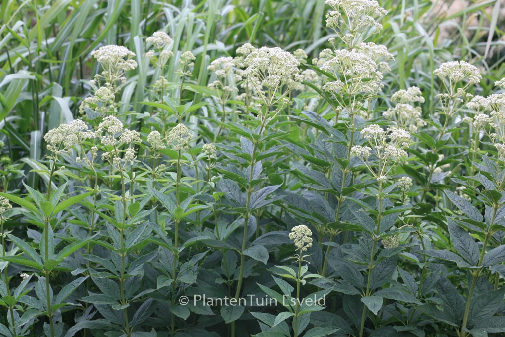 Eupatorium fistulosum 'Bartered Bride'