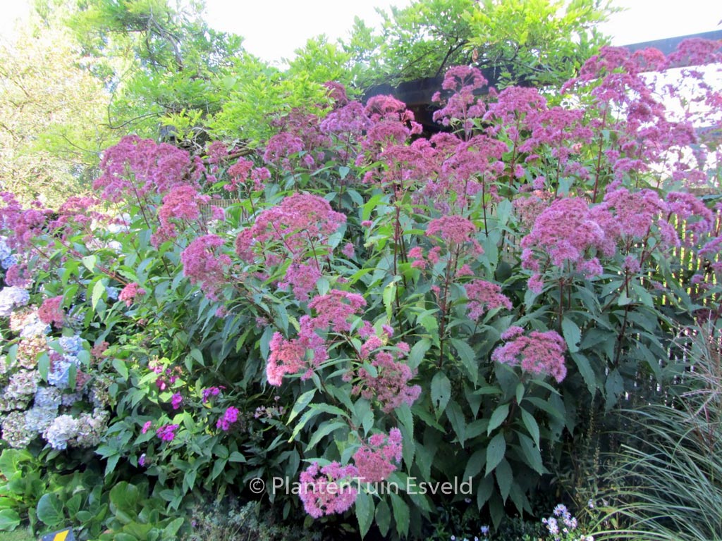 Eupatorium maculatum 'Purple Bush'