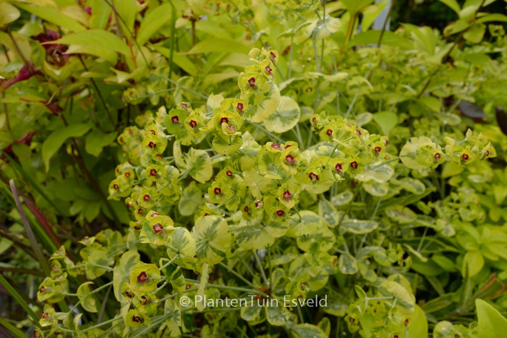 Euphorbia 'Ascot Rainbow'