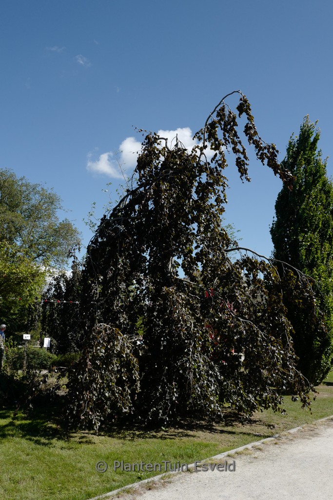 Fagus sylvatica 'Black Swan'