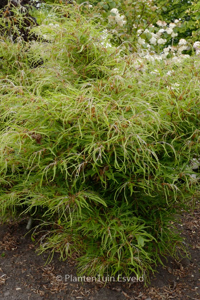 Fagus sylvatica 'Mercedes'