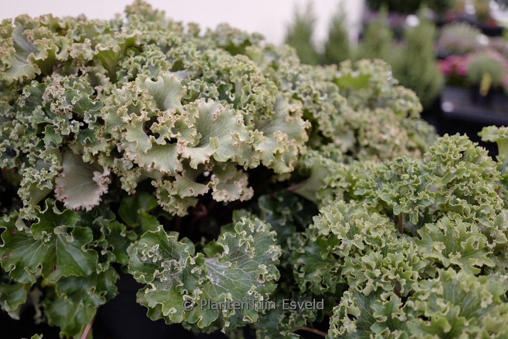 Farfugium japonicum 'Wavy Gravy'