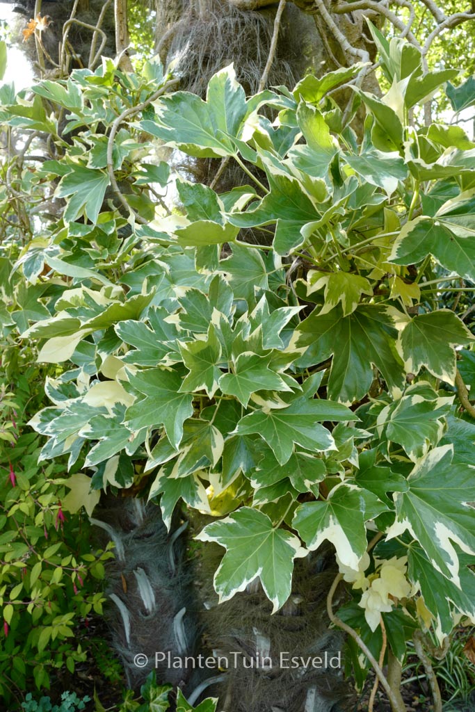 Fatshedera lizei 'Variegata'