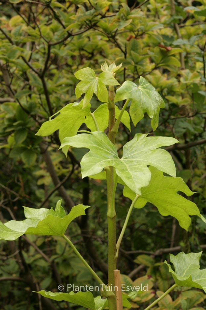 Fatshedera lizei
