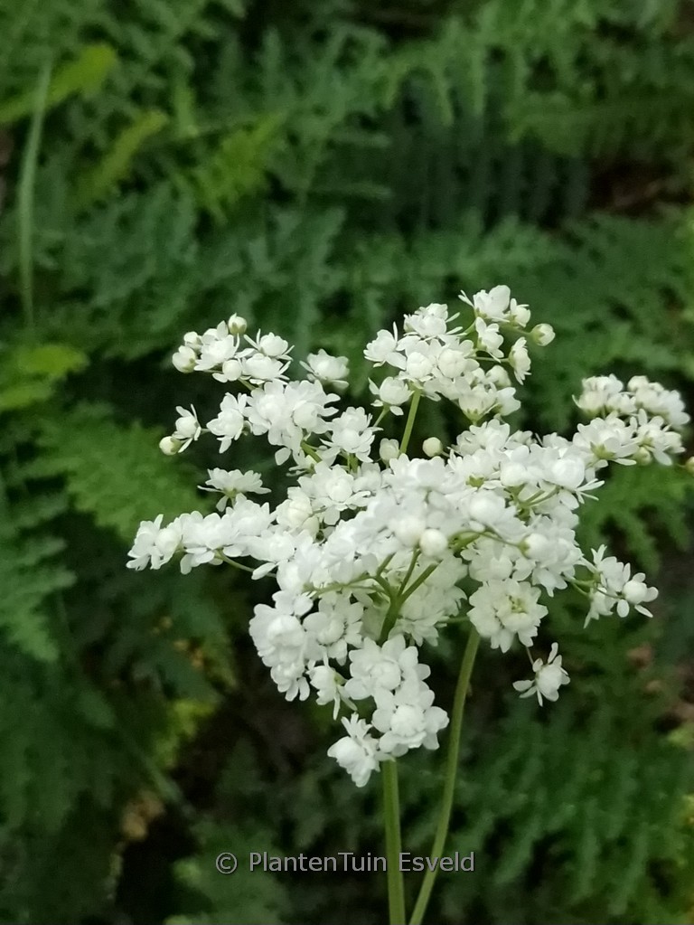 Filipendula vulgaris 'Multiplex'