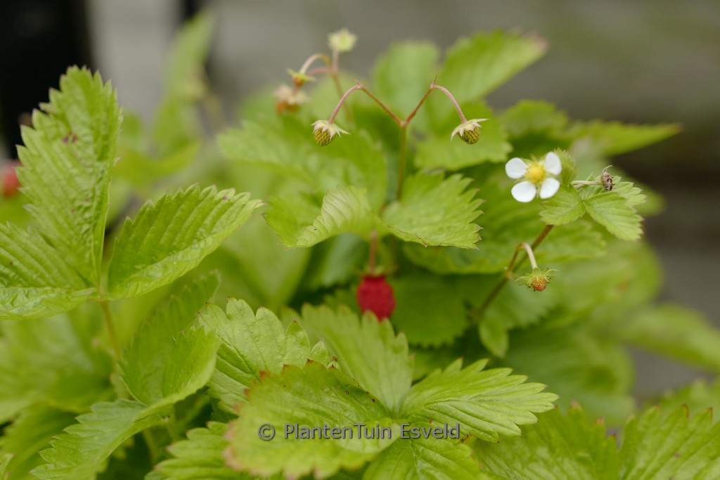 Fragaria vesca 'Ruegen'