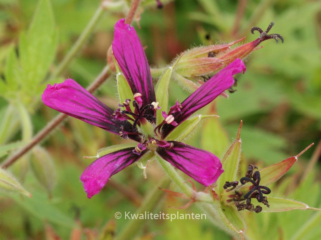 Geranium 'Catherine Deneuve'